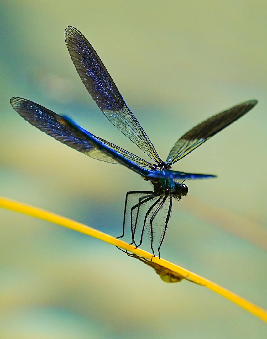 Calopteryx splendens - ein edles Montagsblau 