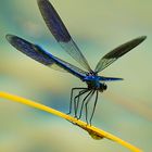 Calopteryx splendens - ein edles Montagsblau 
