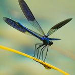 Calopteryx splendens - ein edles Montagsblau 