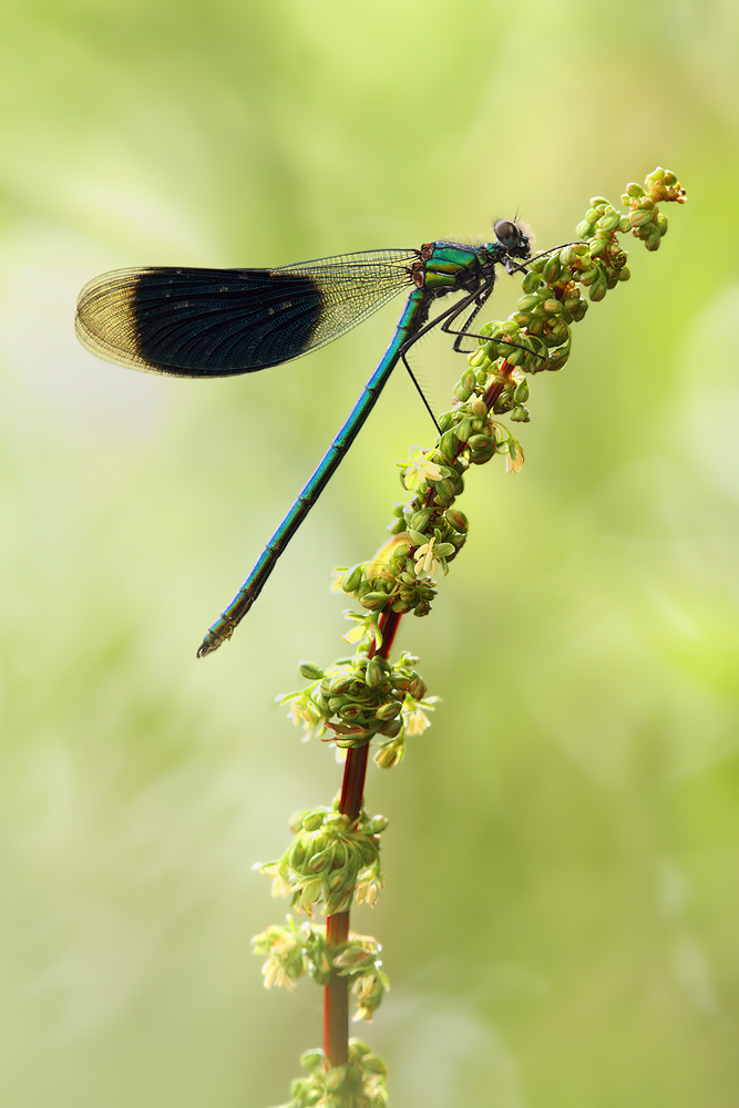 Calopteryx splendens