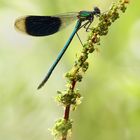 Calopteryx splendens