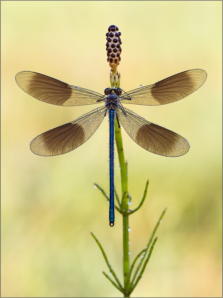 Calopteryx splendens