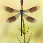 Calopteryx splendens