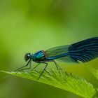 Calopteryx splendens