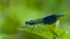 Calopteryx splendens