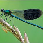 Calopteryx splendens (Gebänderte Prachtlibelle)