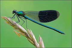 Calopteryx splendens (Gebänderte Prachtlibelle)