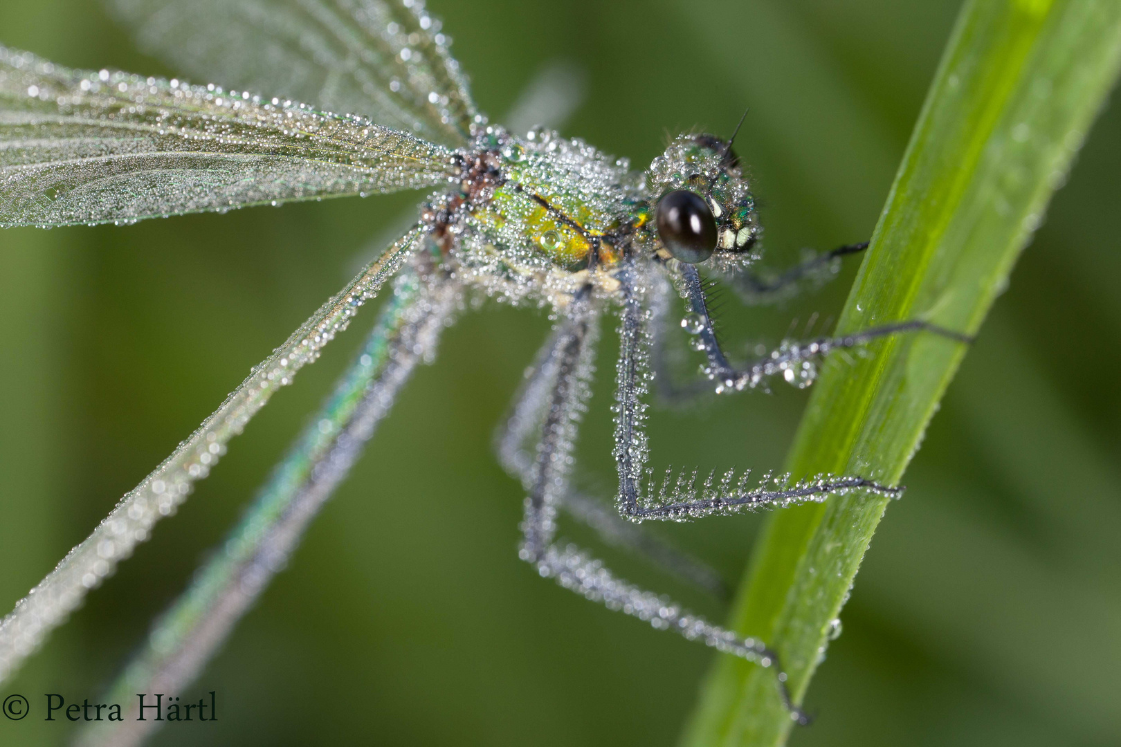 Calopteryx splendens – Gebänderte Prachtlibelle Weibchen