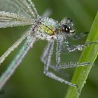 Calopteryx splendens – Gebänderte Prachtlibelle Weibchen