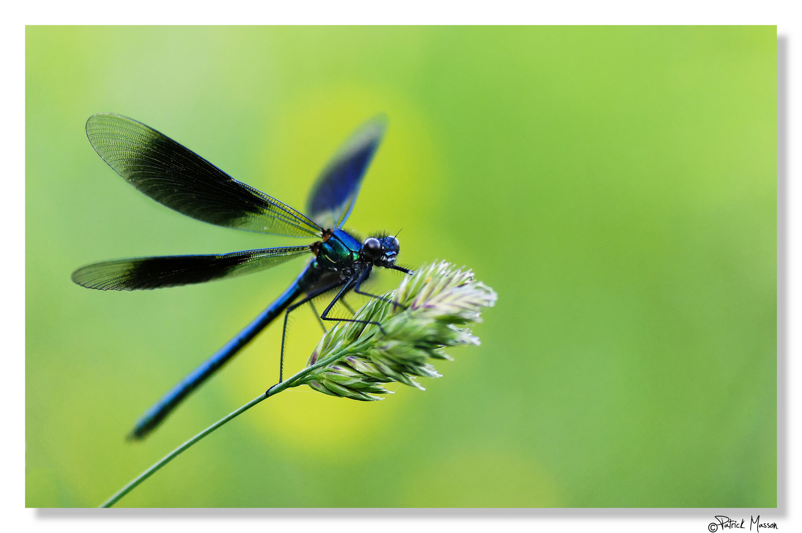 Calopteryx Splendens Hunting. . . Camera Shooting!!!!