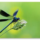 Calopteryx Splendens Hunting. . . Camera Shooting!!!!