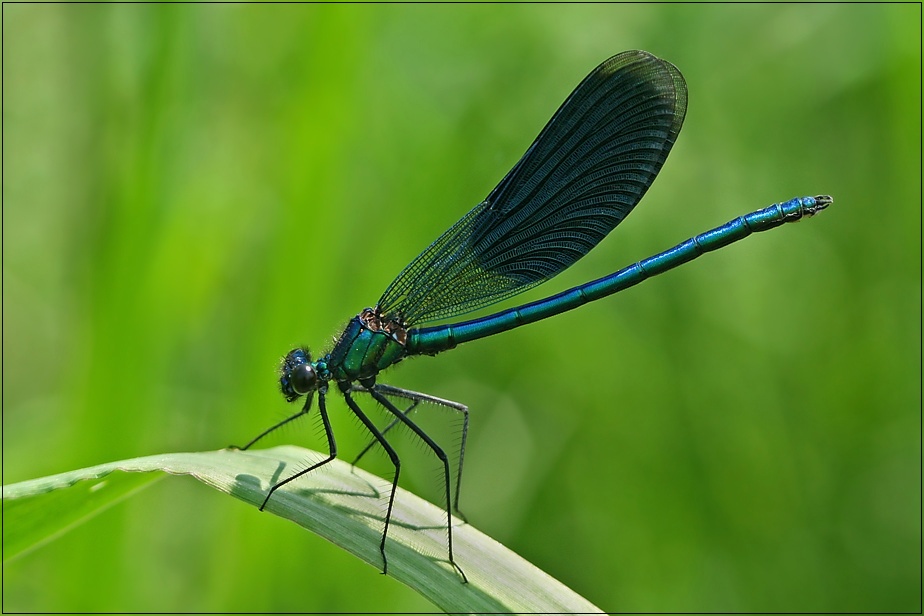 Calopteryx splendens II