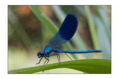 Calopteryx splendens II