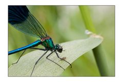 Calopteryx splendens III