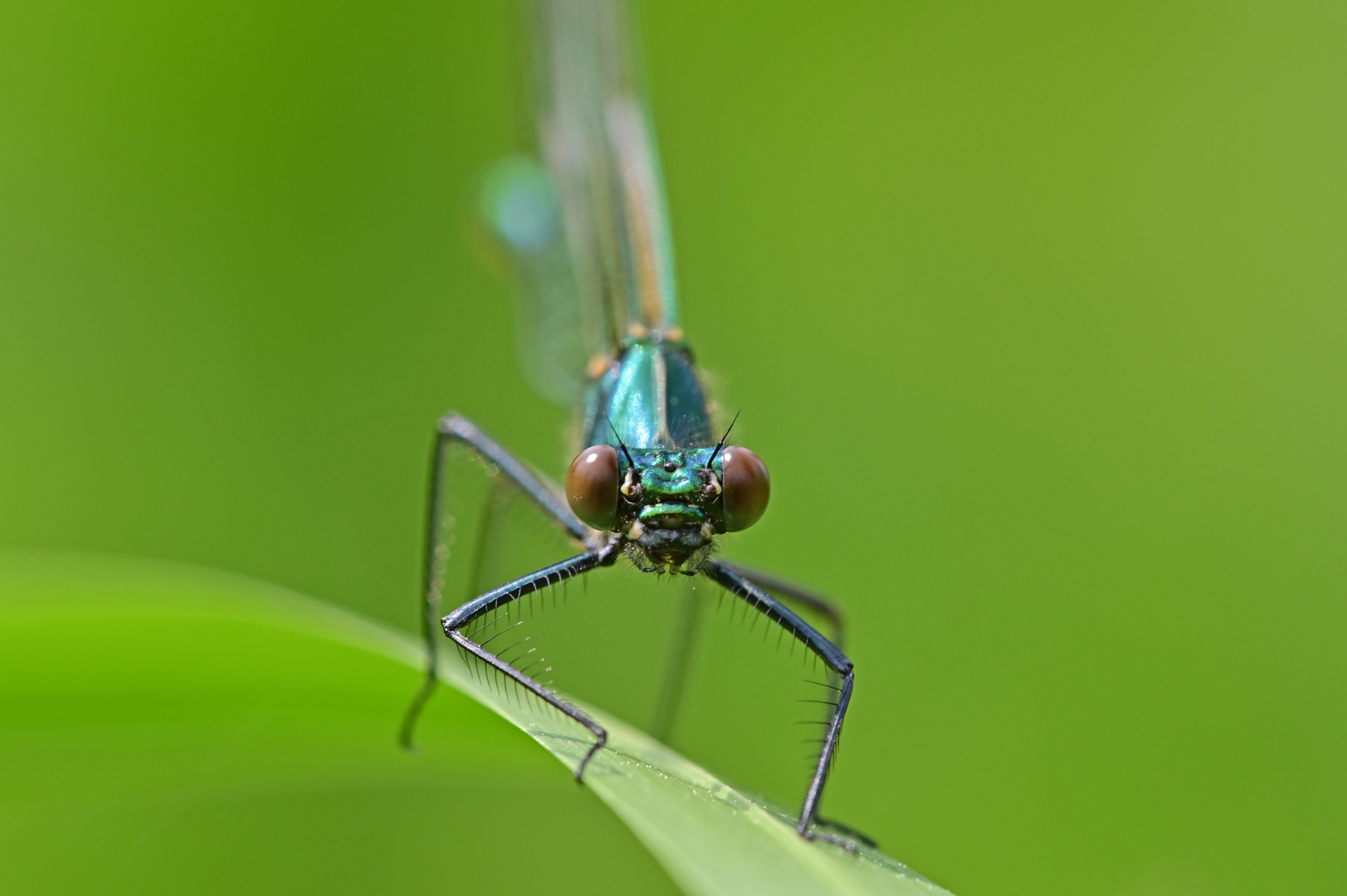 Calopteryx splendens im Neuzustand