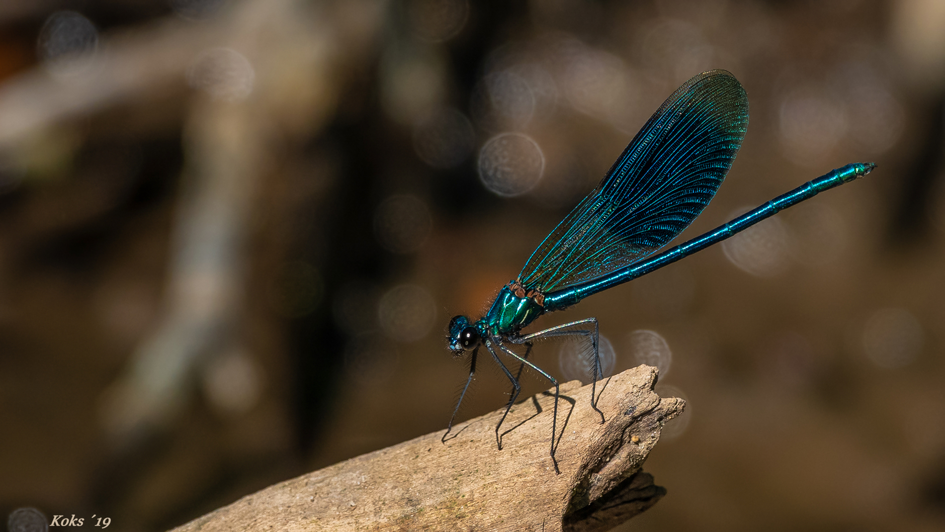 Calopteryx splendens im Testlauf