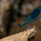 Calopteryx splendens im Testlauf