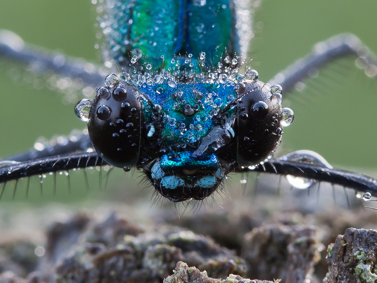 Calopteryx splendens IV