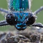 Calopteryx splendens IV