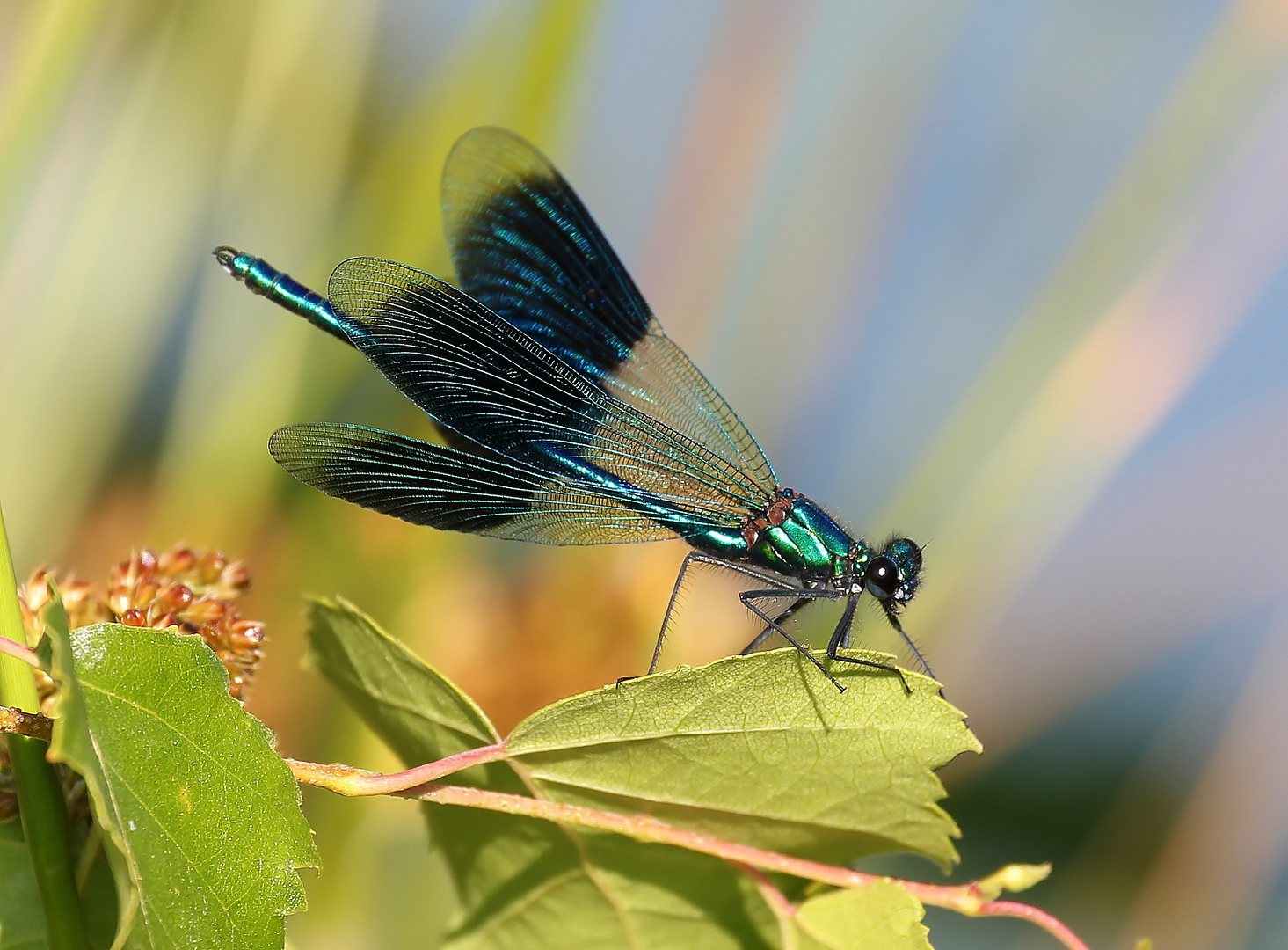 Calopteryx splendens M