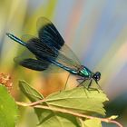 Calopteryx splendens M