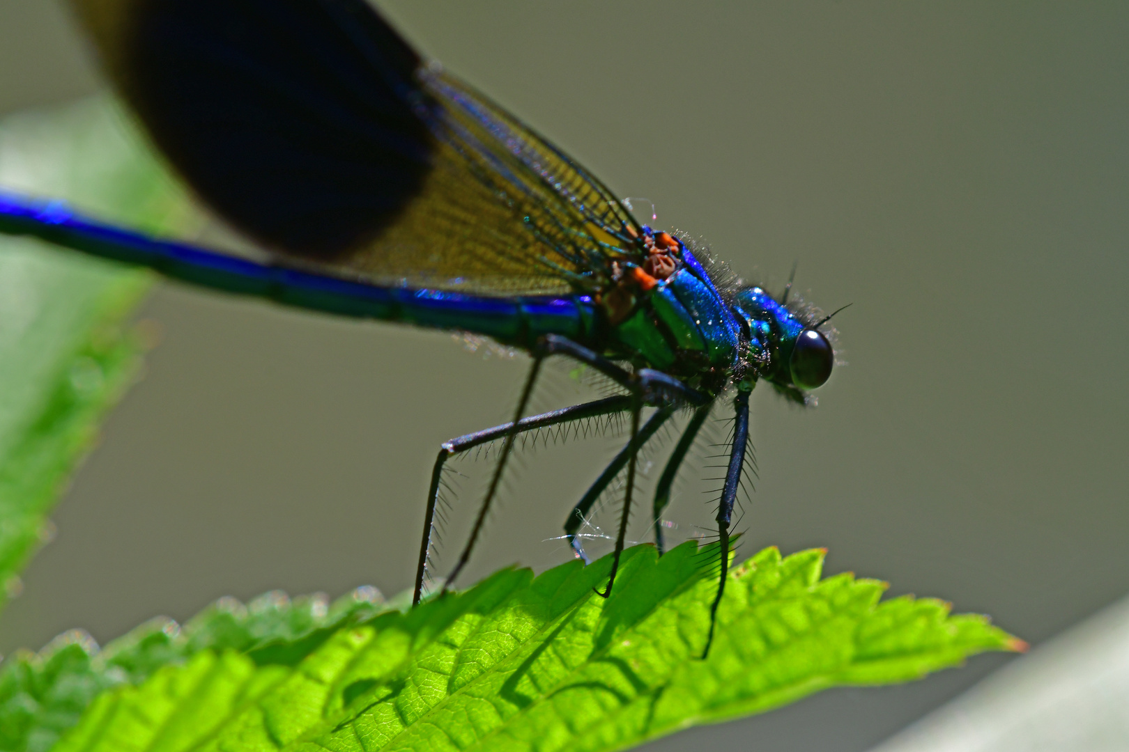 Calopteryx splendens Männchen Detailansicht