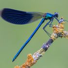 Calopteryx splendens - maschio