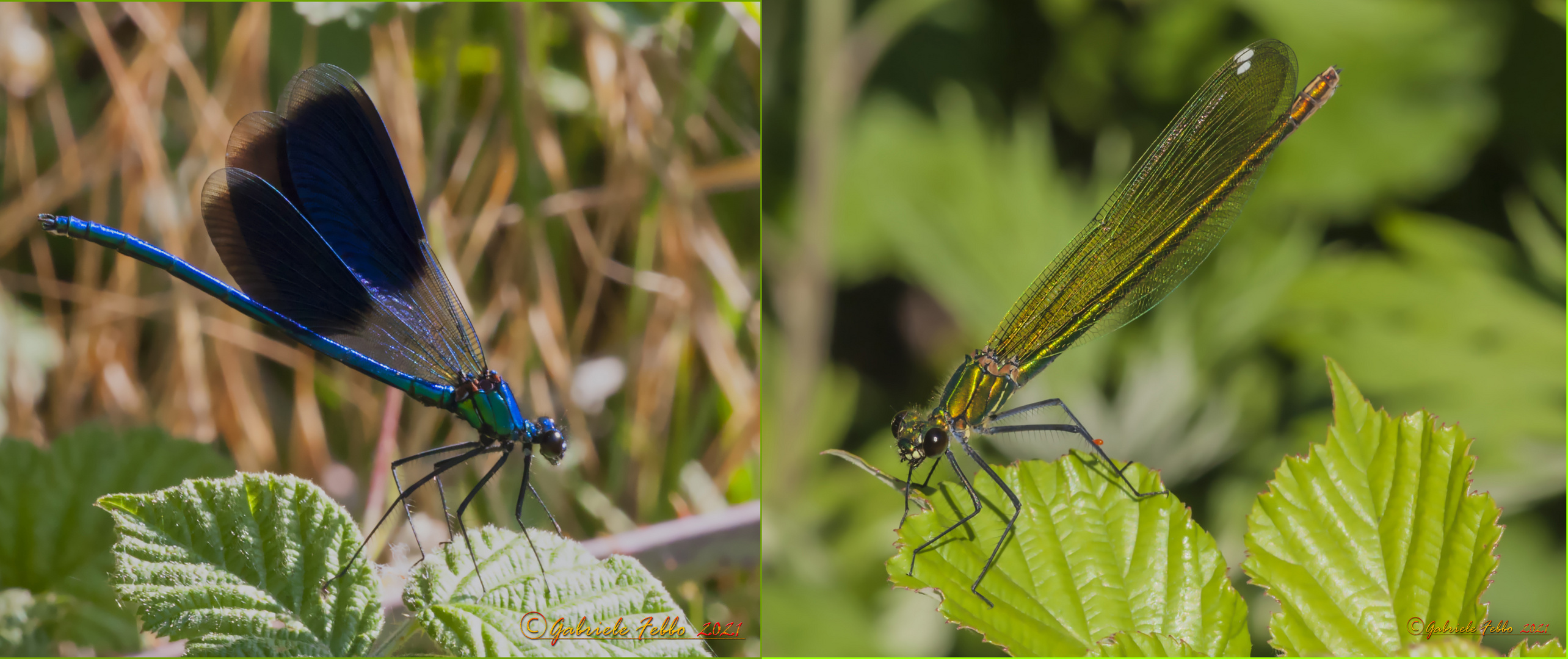 Calopteryx splendens maschio e femmina