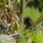 Calopteryx splendens maschio e femmina