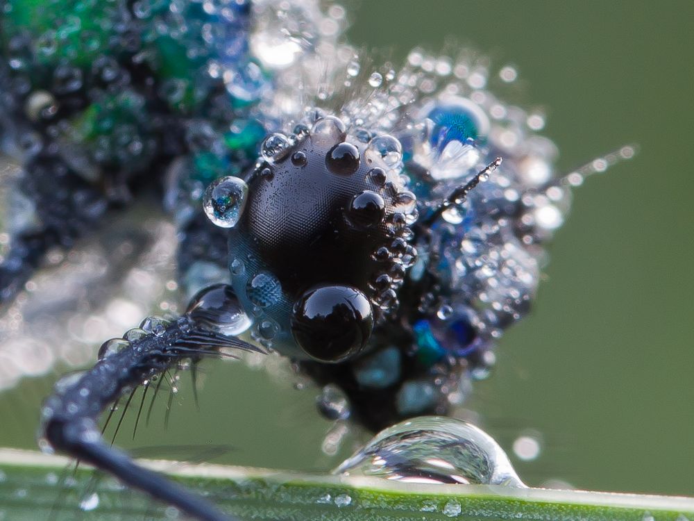 Calopteryx splendens VI