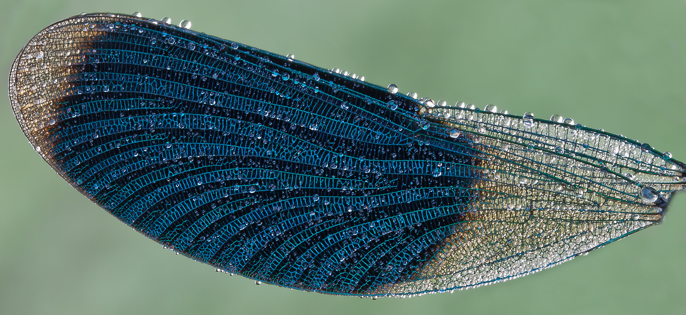 Calopteryx splendens VII