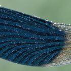 Calopteryx splendens VII