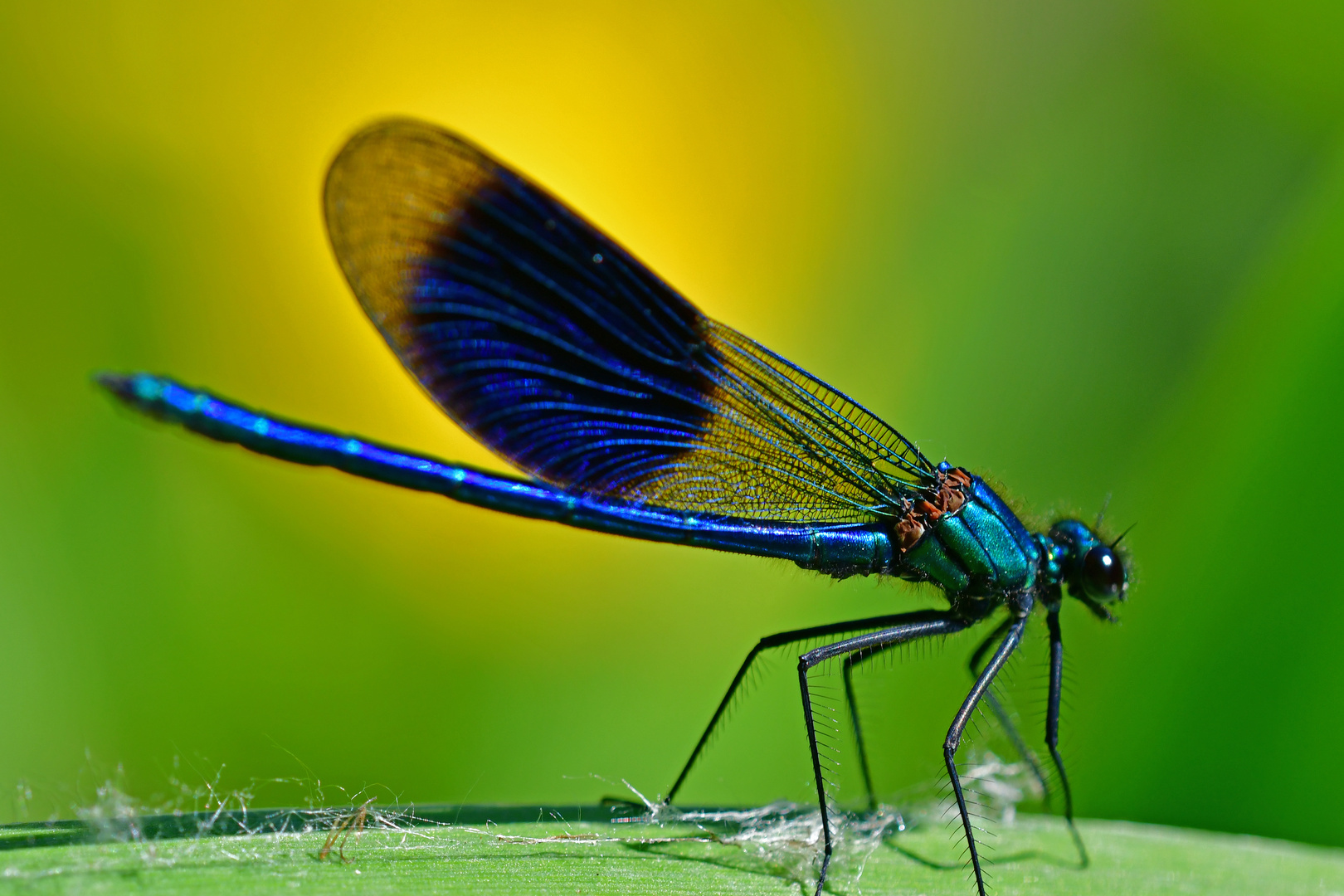 Calopteryx splendens vor gelber Sumpfschwertlilie