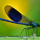 Calopteryx splendens vor gelber Sumpfschwertlilie