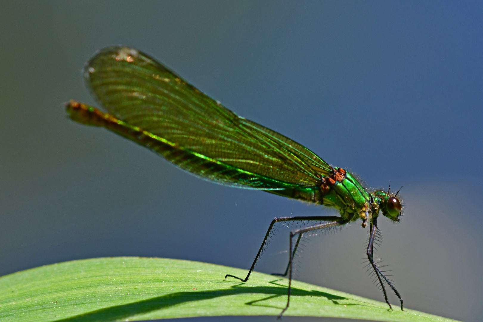 Calopteryx splendens Weibchen im Seitenprofil