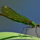 Calopteryx splendens Weibchen im Seitenprofil