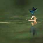 Calopteryx splendes