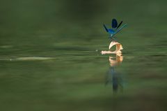 Calopteryx splendes