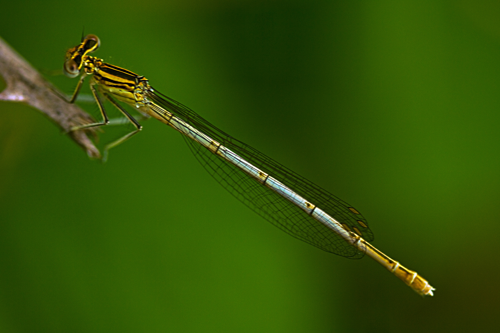 Calopteryx Splendes