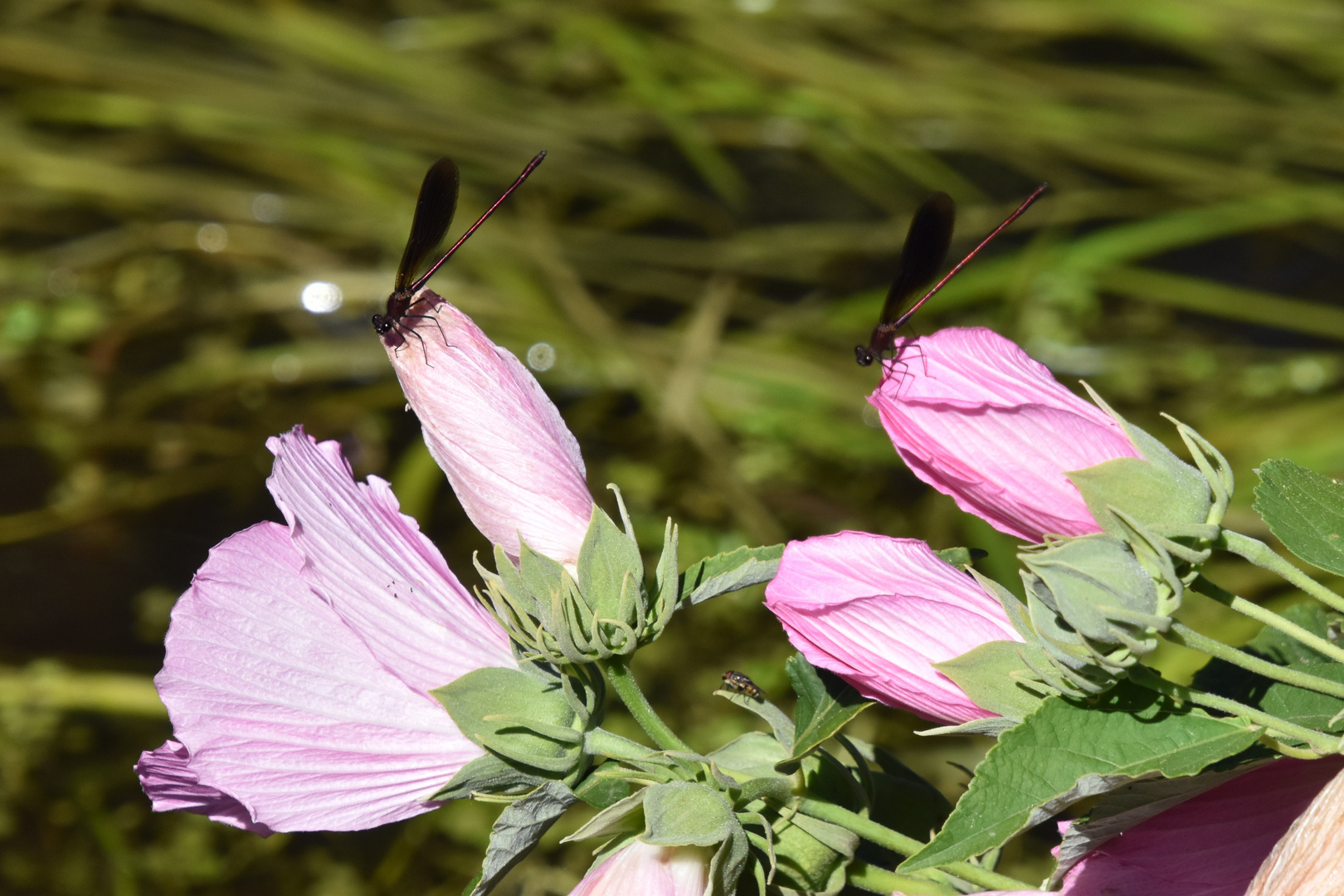 Calopteryx sur Hibiscus des marais