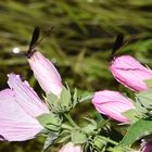 Calopteryx sur Hibiscus des marais