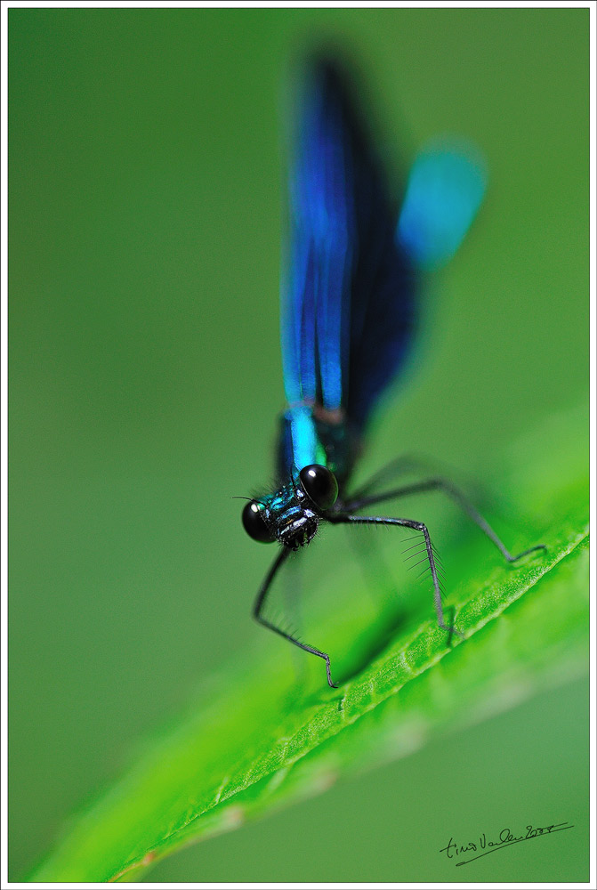 ... calopteryx v. maschio ...