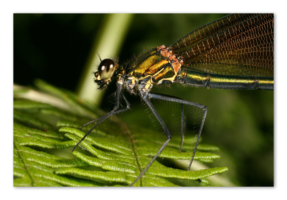 Calopteryx vierge femelle de manubelin 