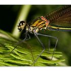 Calopteryx vierge femelle