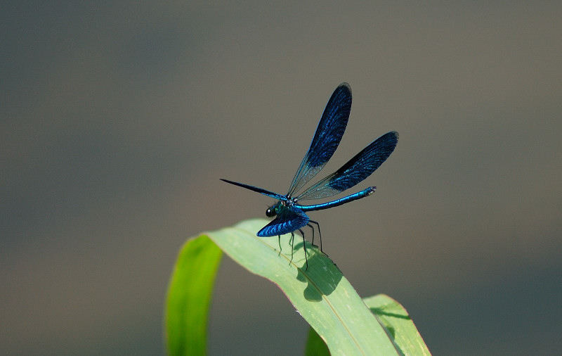 Calopteryx virgo.