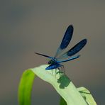 Calopteryx virgo.