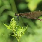 Calopteryx virgo