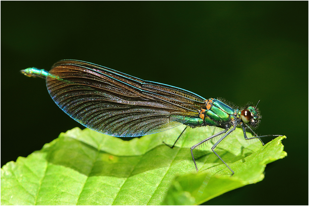 Calopteryx virgo 2