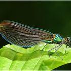 Calopteryx virgo 2