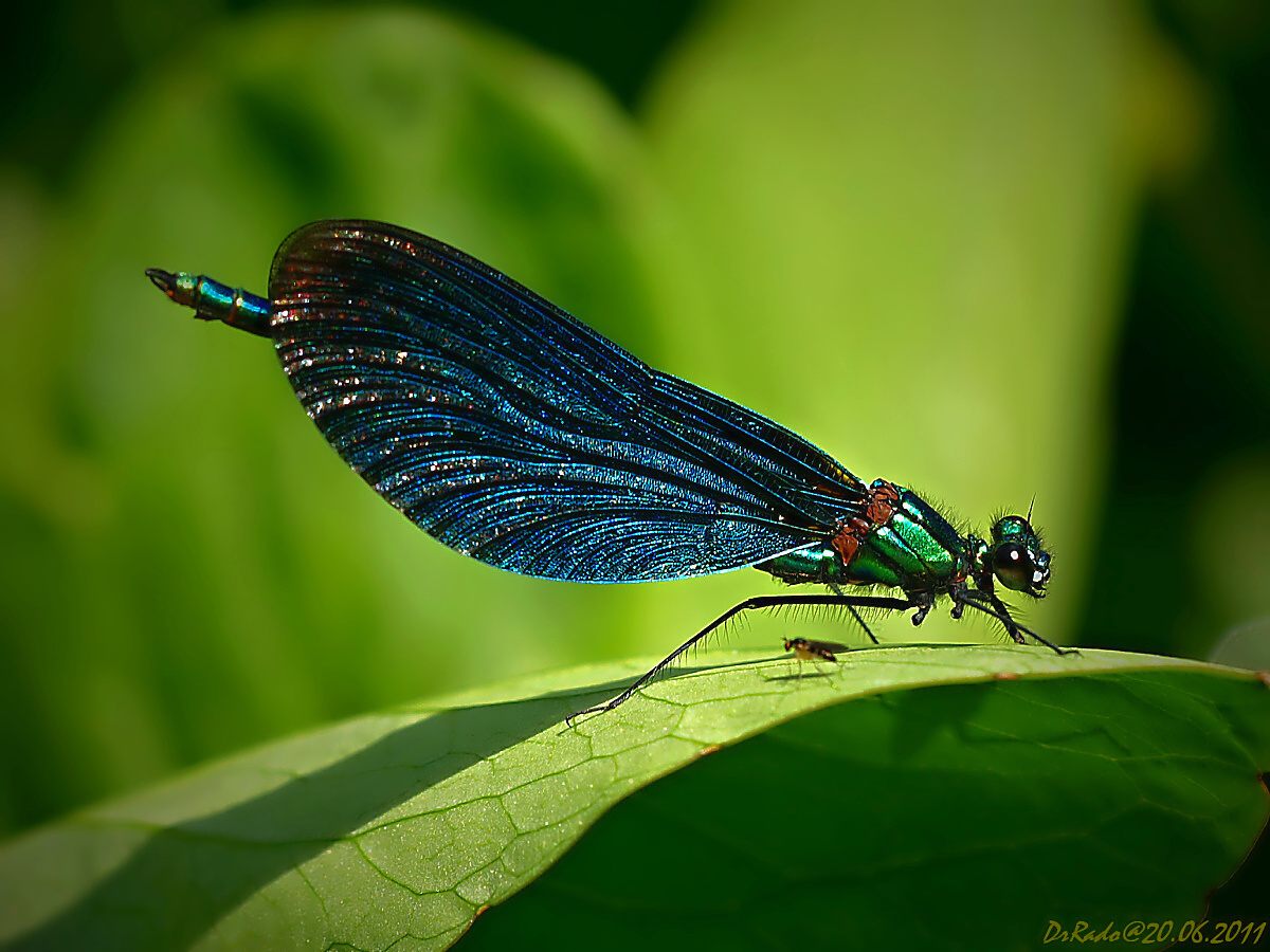 Calopteryx virgo